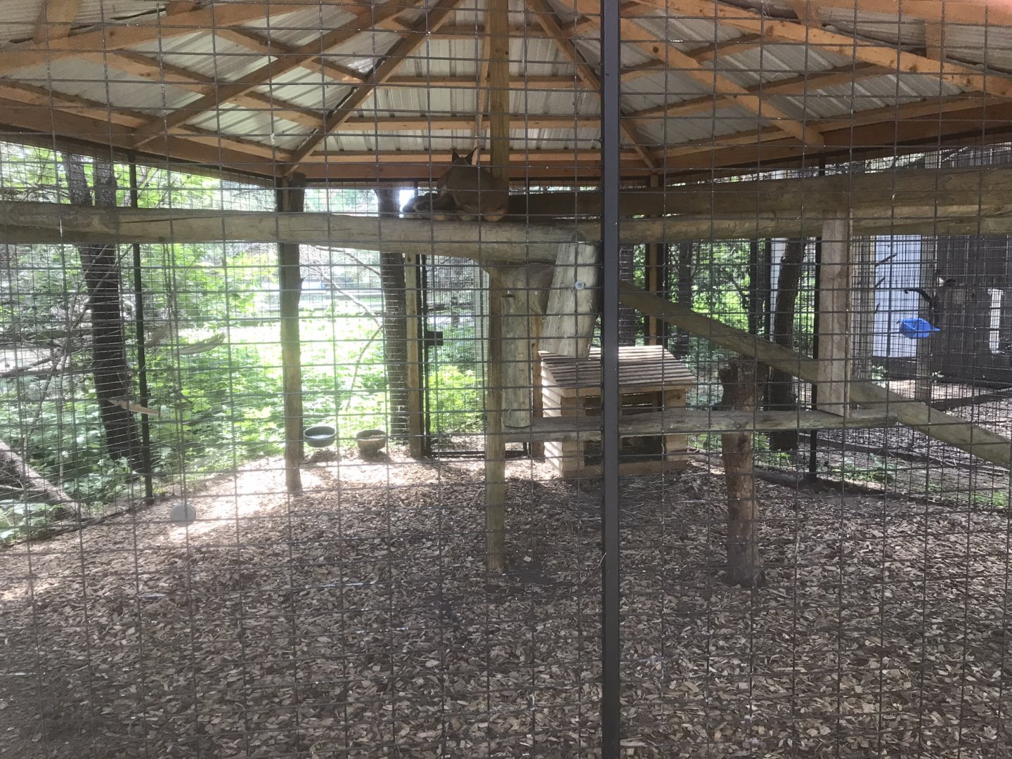 “North America” - Caracal Exhibit