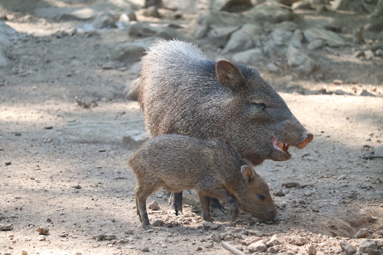 North America - Collared Peccary