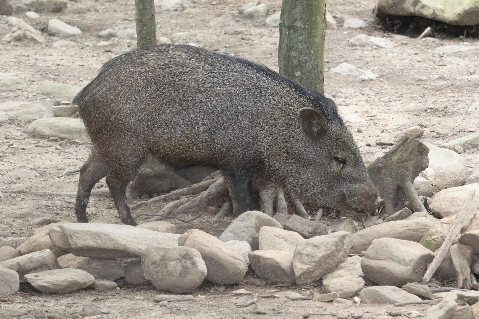 North America - Collared Peccery