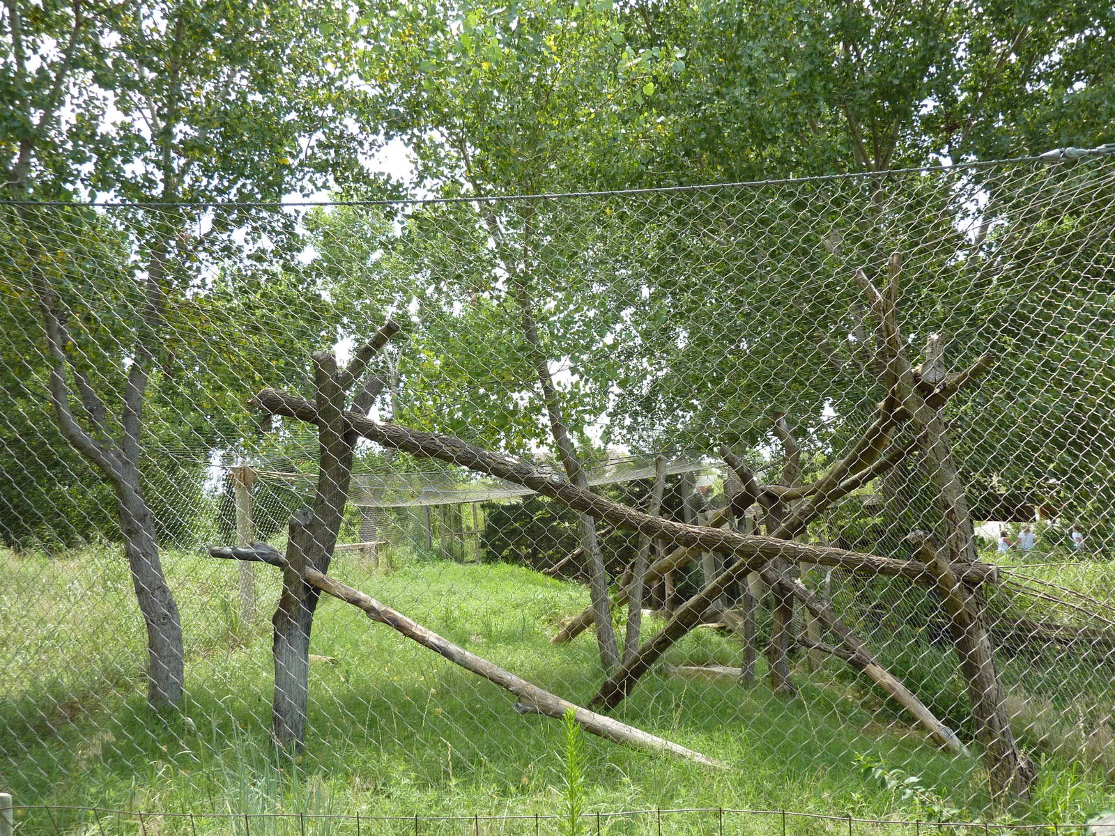 North America - Cougar Exhibit