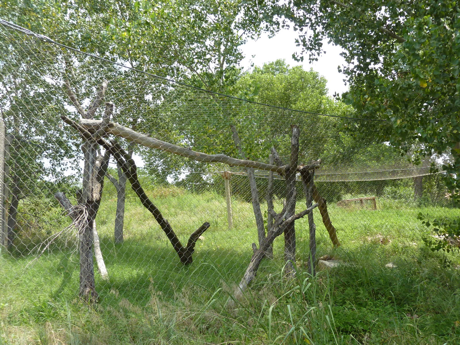 North America - Cougar Exhibit
