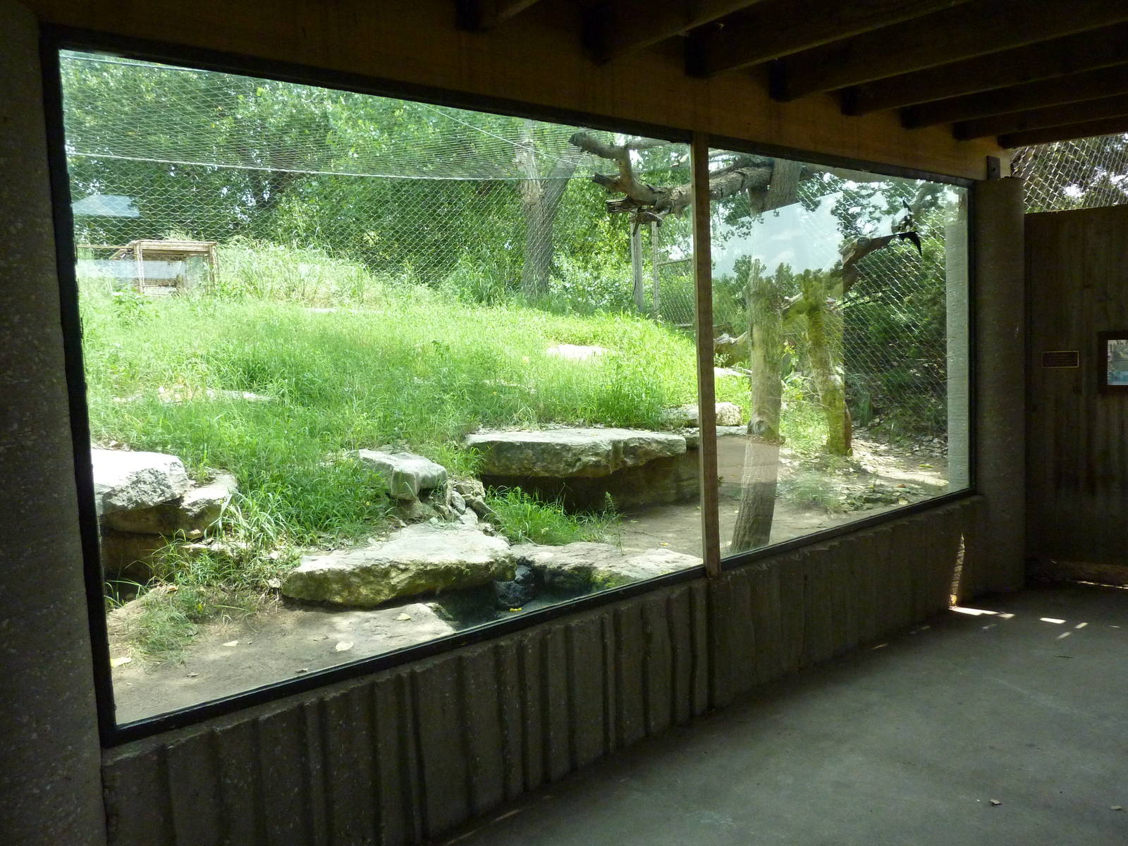 North America - Cougar Exhibit