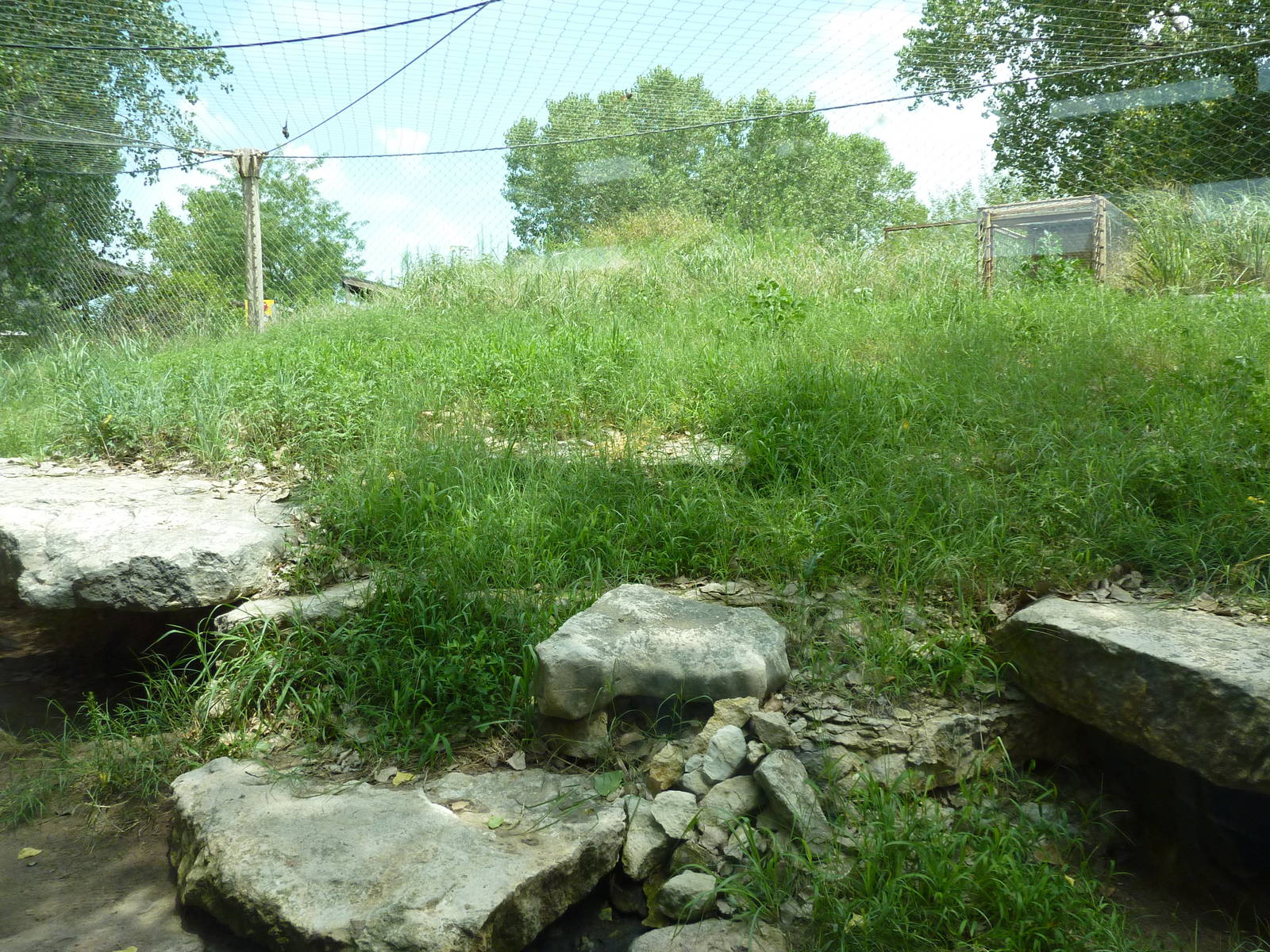 North America - Cougar Exhibit