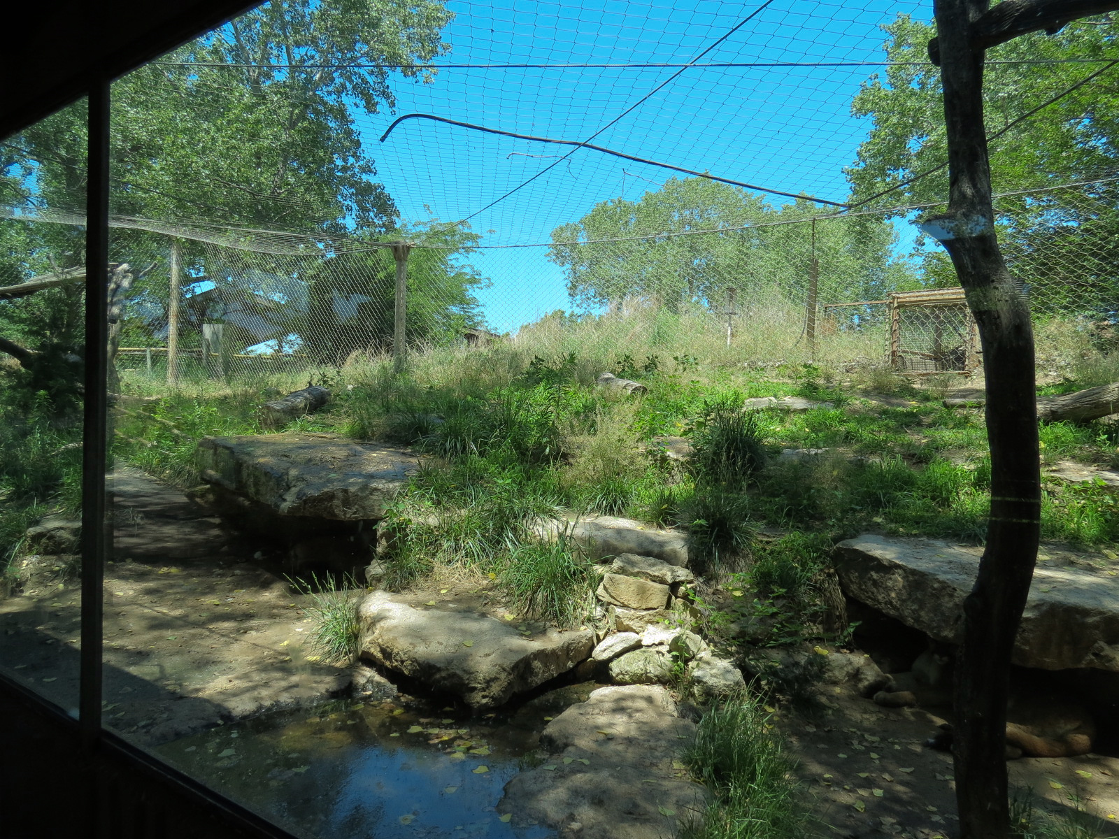 North America - Cougar Exhibit