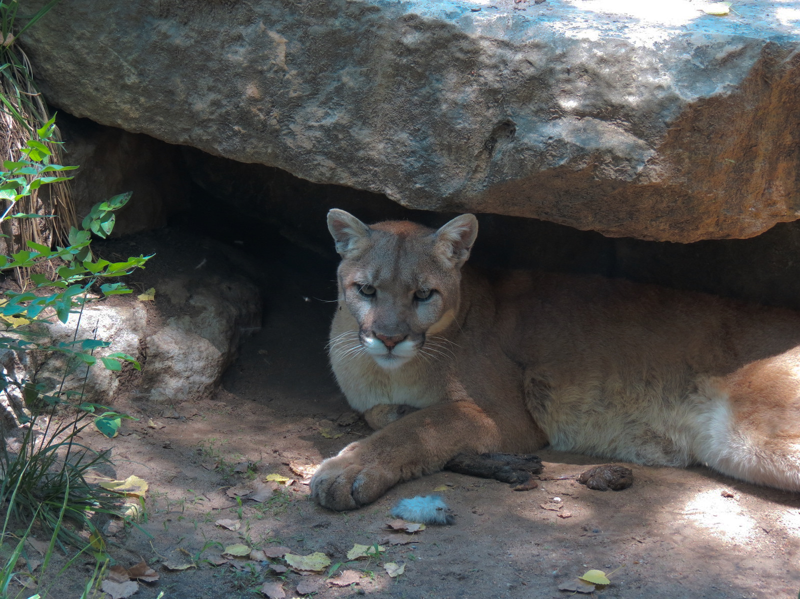 North America - Cougar Exhibit