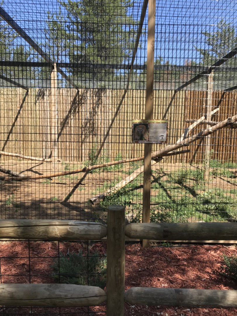 “North America”- cougar exhibit