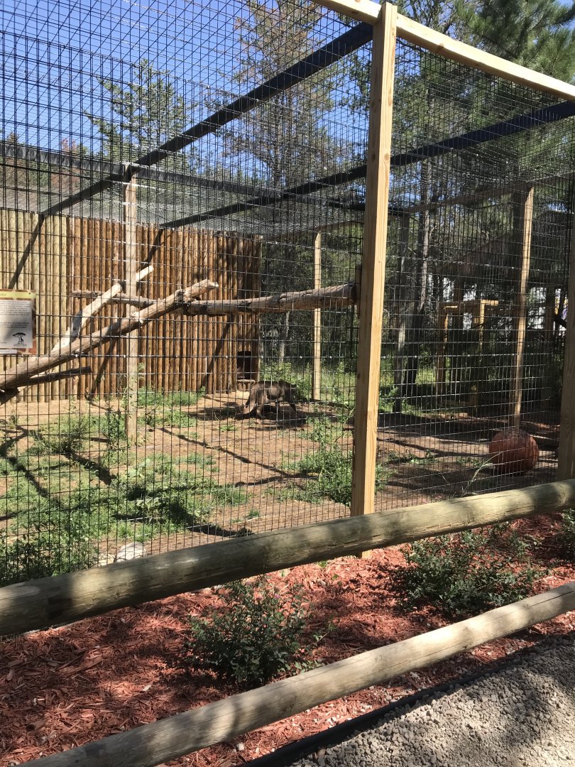 “North America”- cougar exhibit