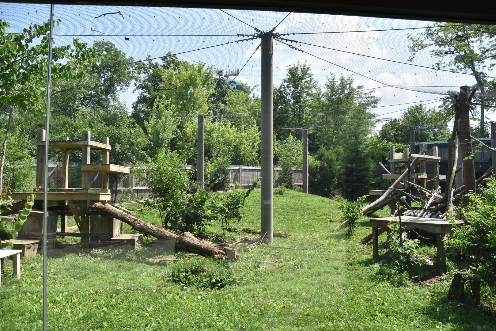 North America - Cougar exhibit