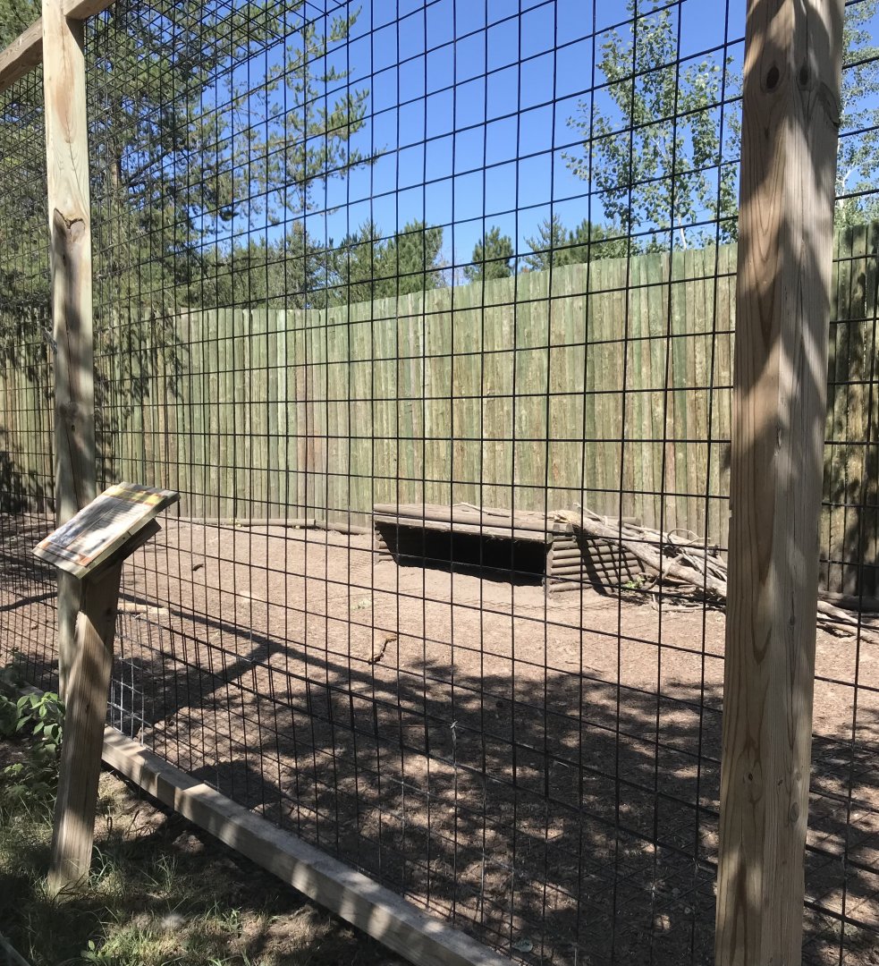 “North America”- coyote exhibit