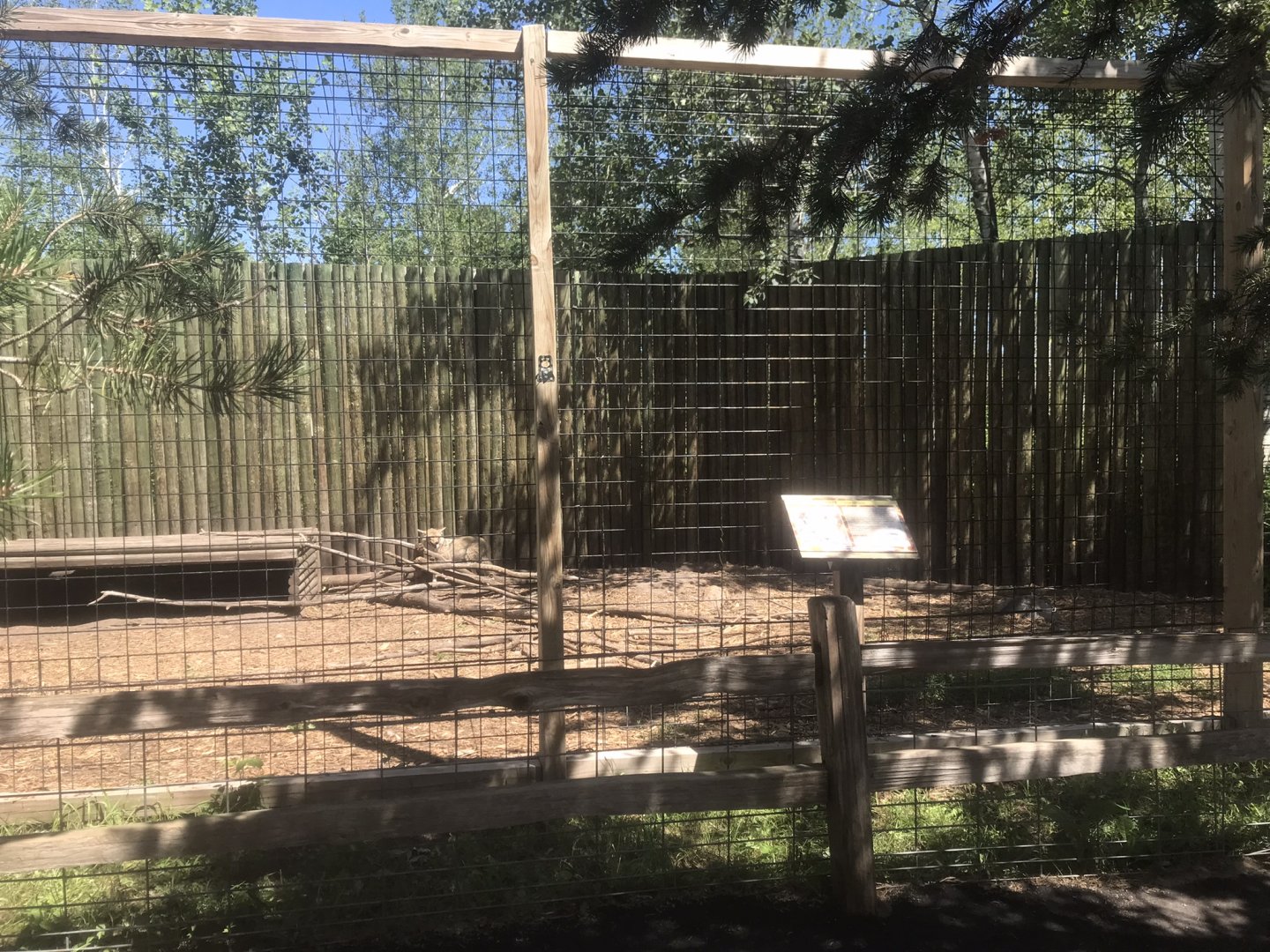 “North America” - Coyote Exhibit