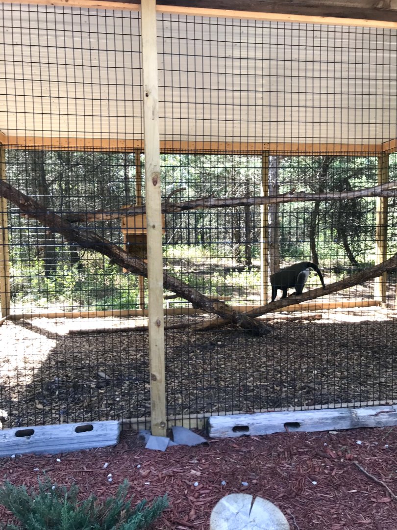 “North America”- Debraza’s guenon exhibit