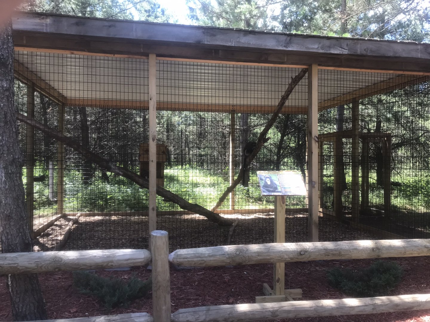 “North America” - DeBraza’s Guenon Exhibit