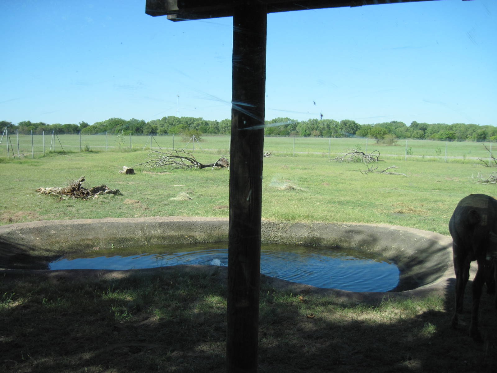 North America-Elk Exhibit
