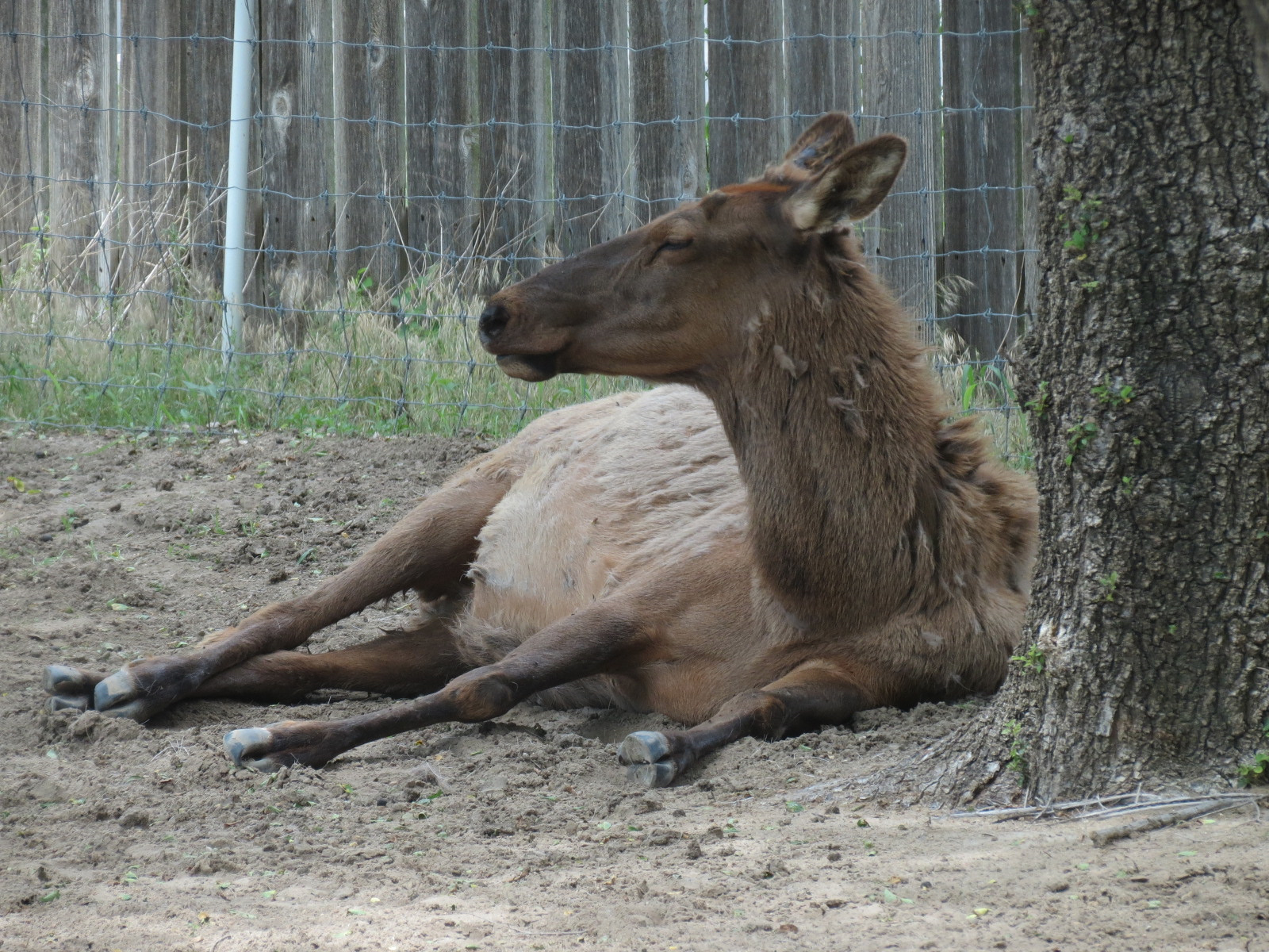 North America - Elk Exhibit