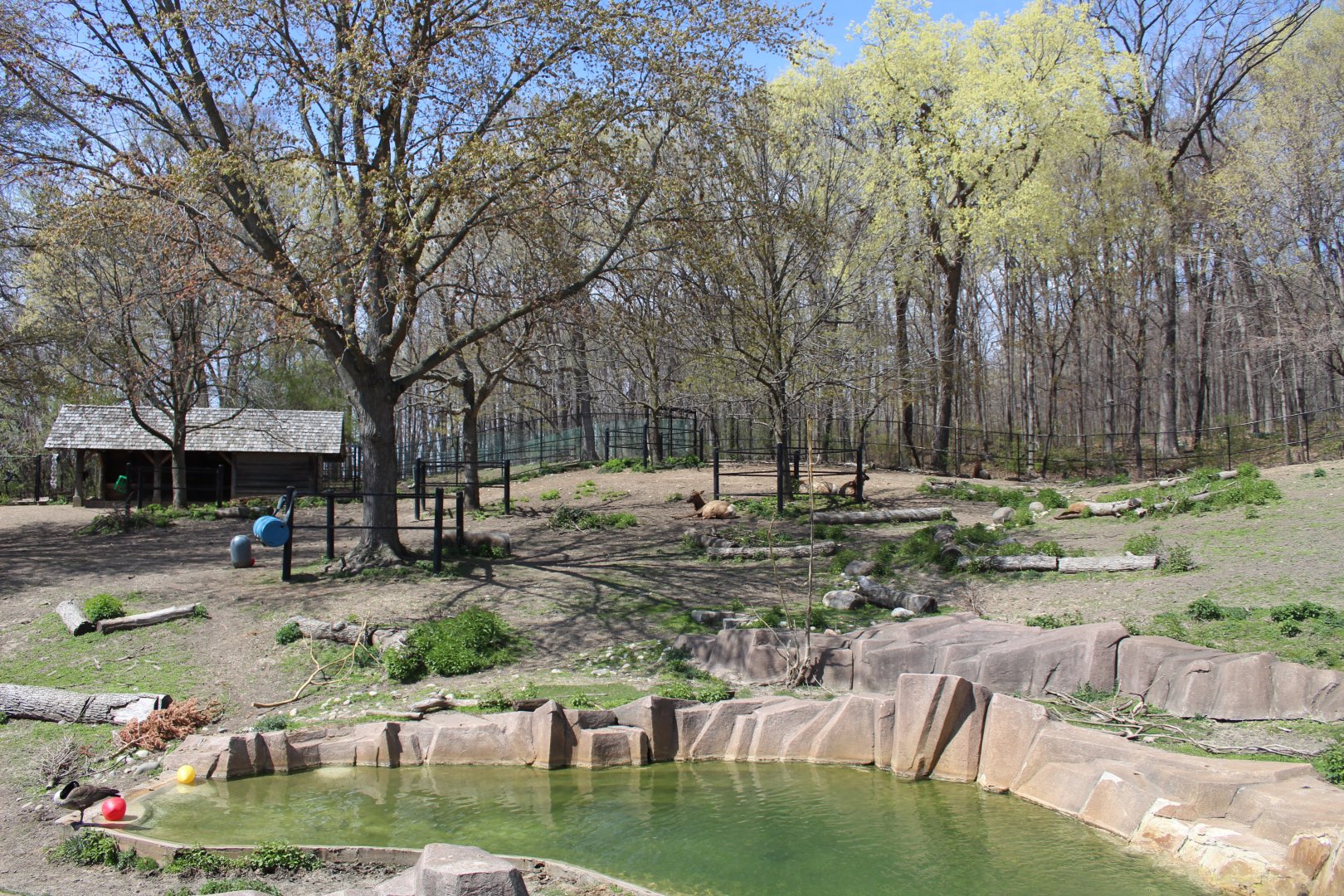 North America - Elk Exhibit