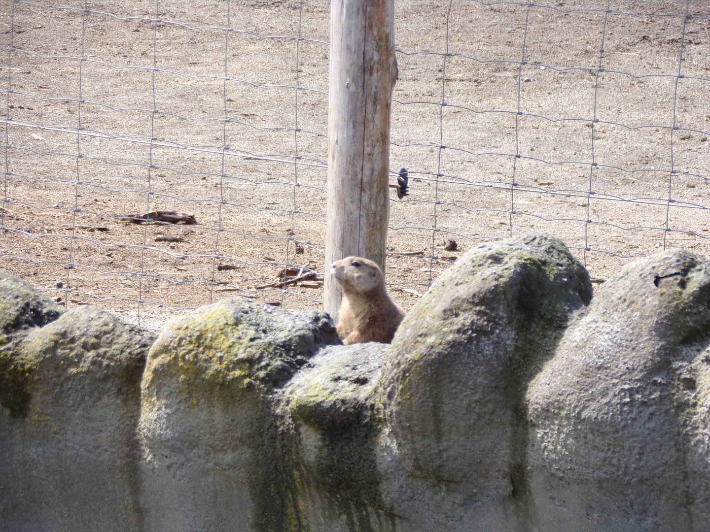 North America- Escaped prairie dog??? 13.7.23