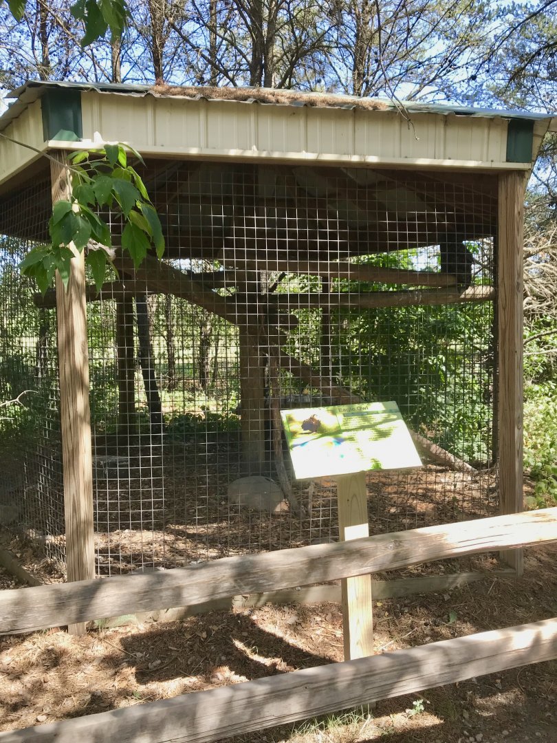 “North America” Eurasian eagle owl exhibit