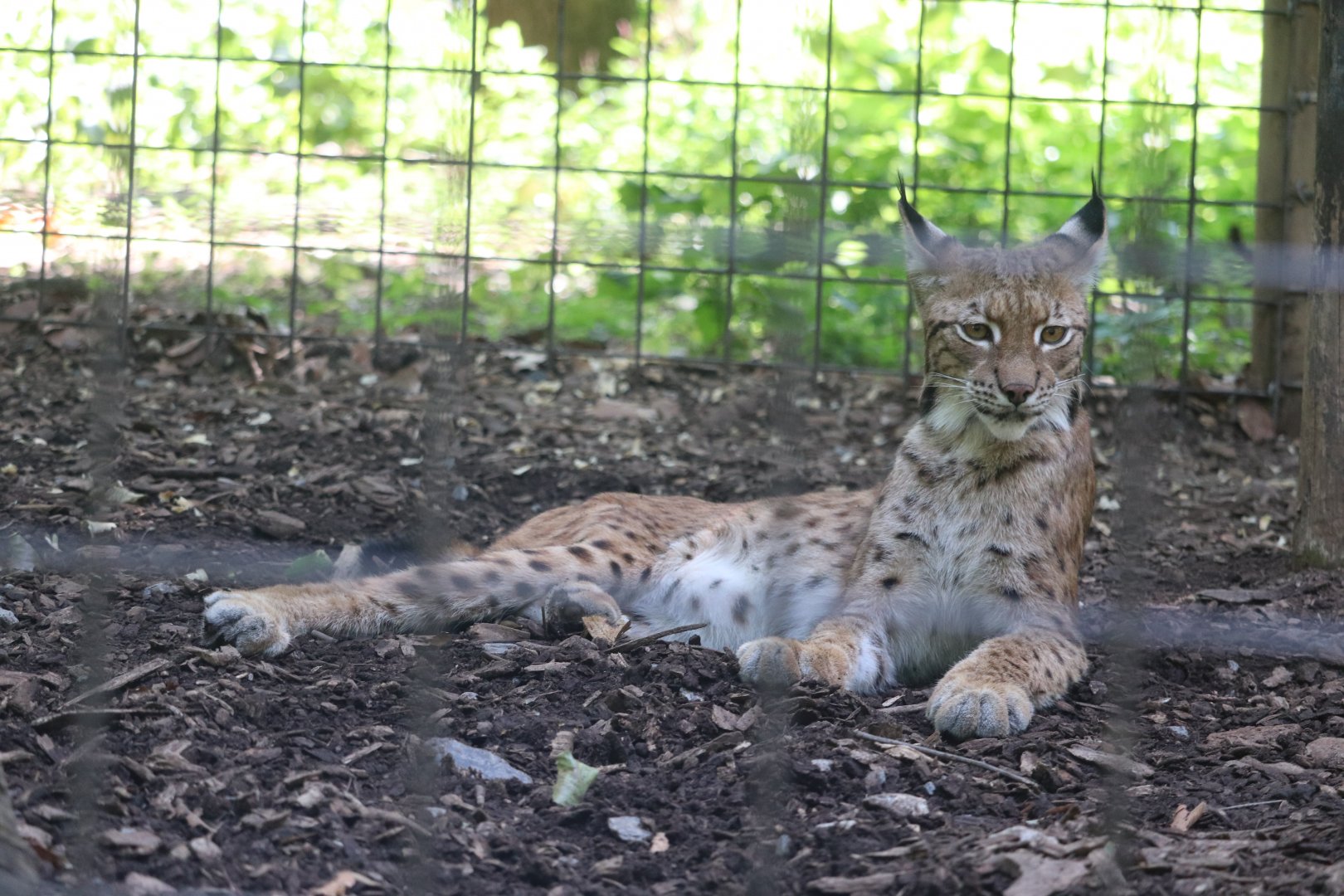 North America - Eurasian Lynx