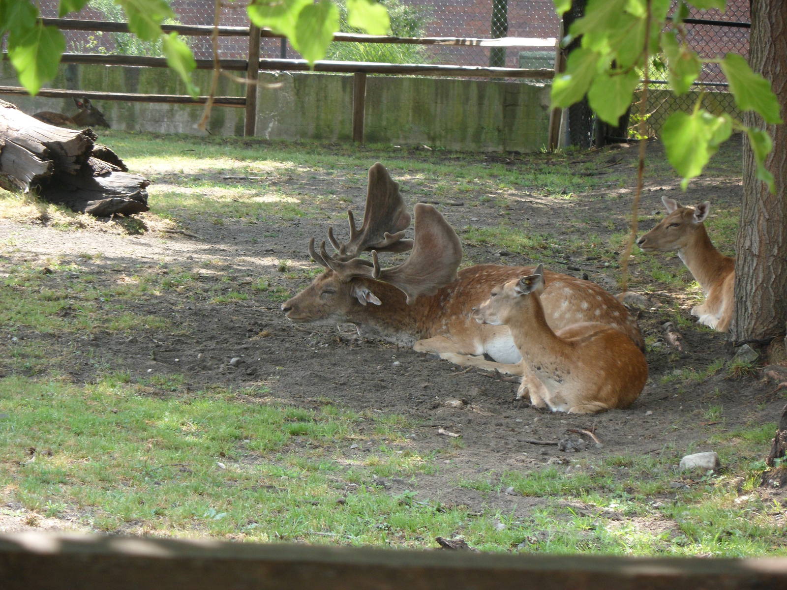 North America Fallow Deer