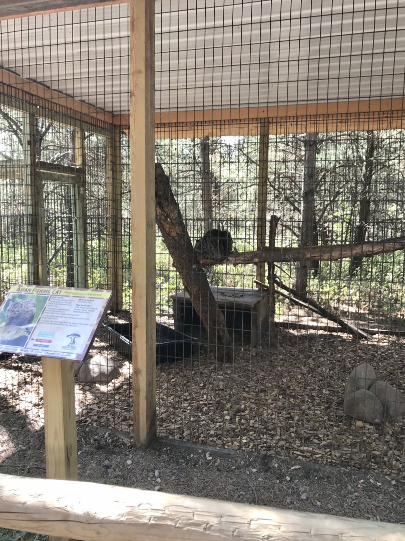 “North America”- fishing cat exhibit