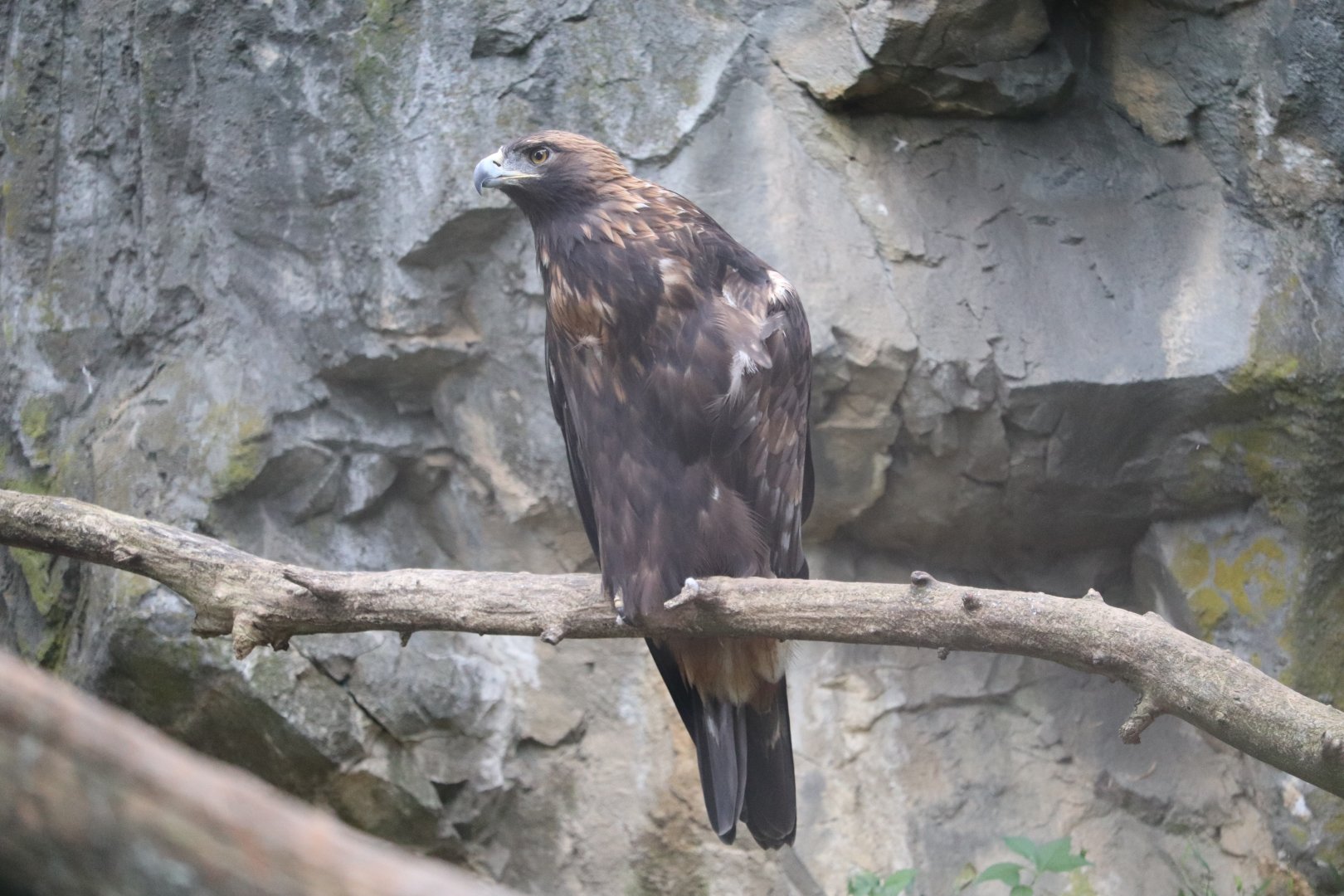 North America - Golden Eagle