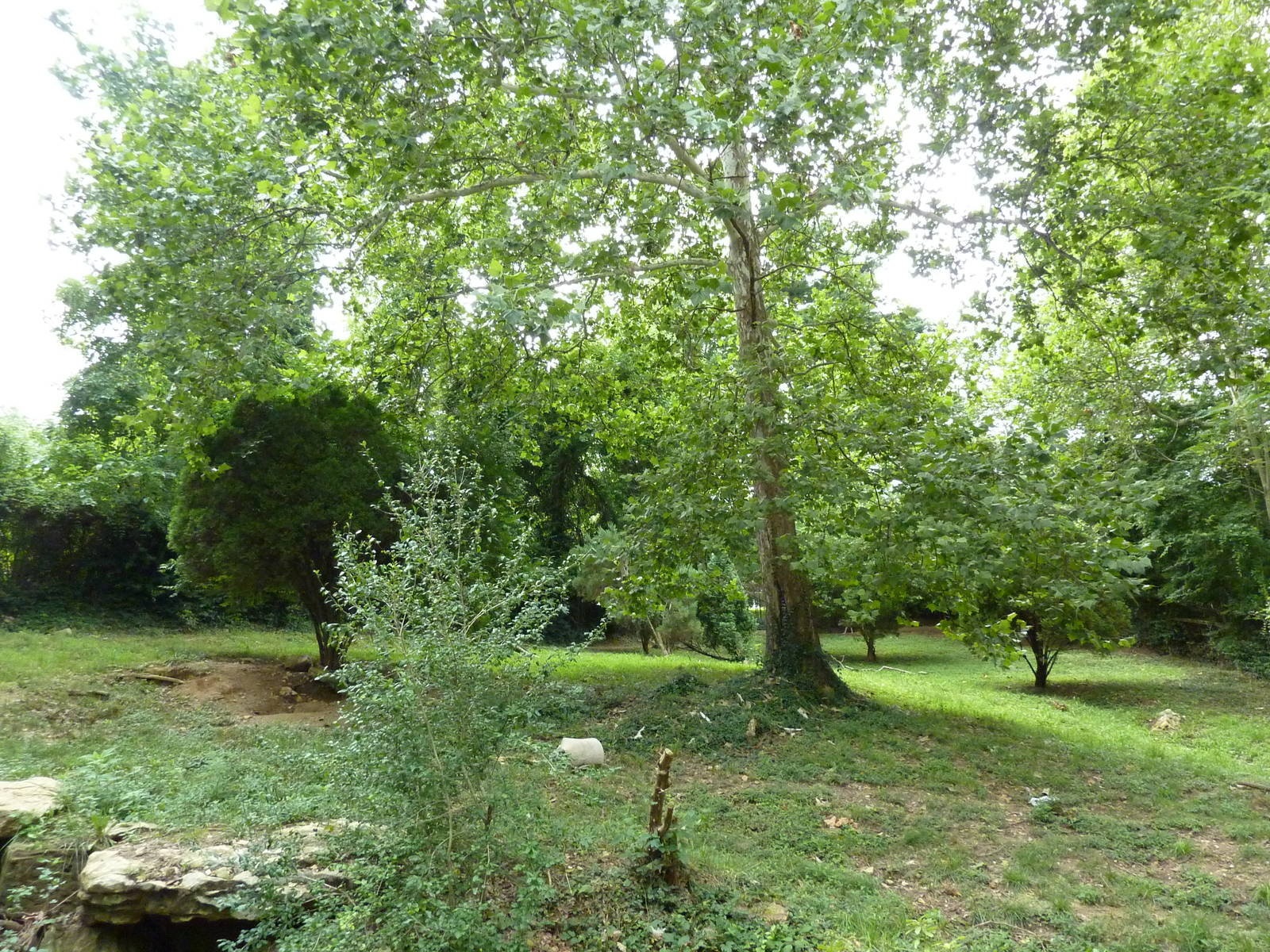 North America - Gray Wolf Exhibit
