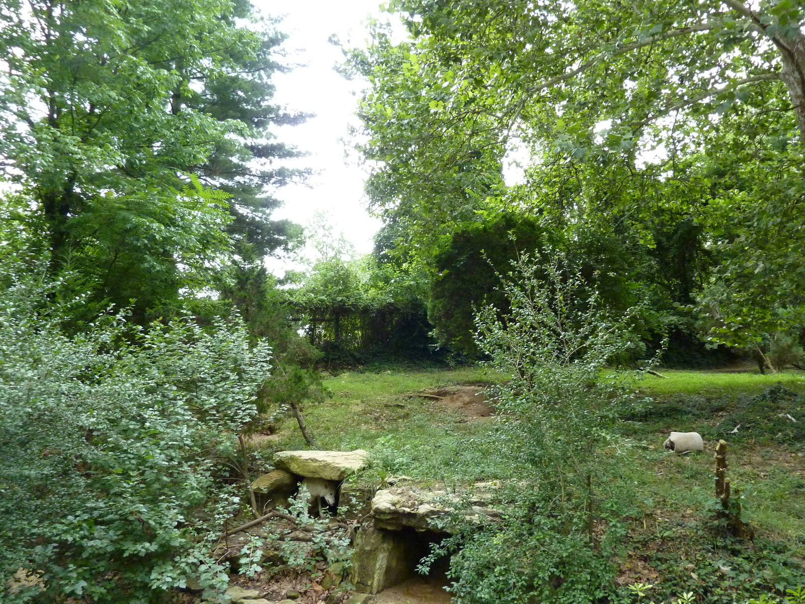 North America - Gray Wolf Exhibit