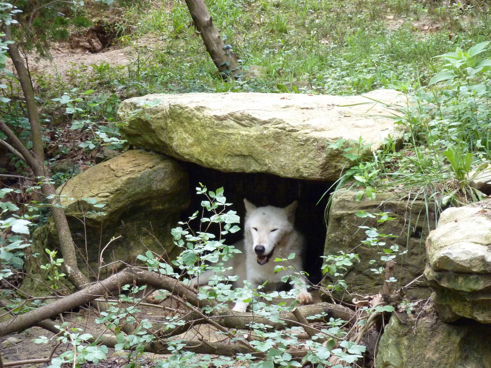 North America - Gray Wolf