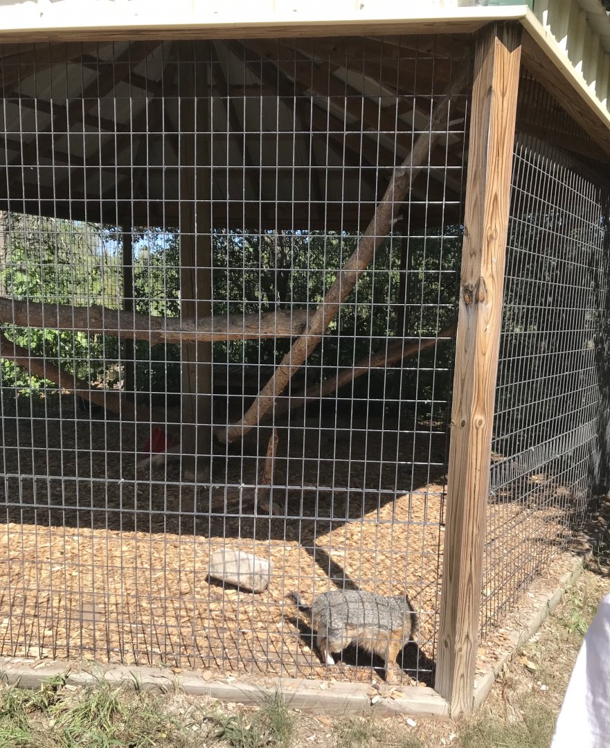 “North America”- grey fox exhibit