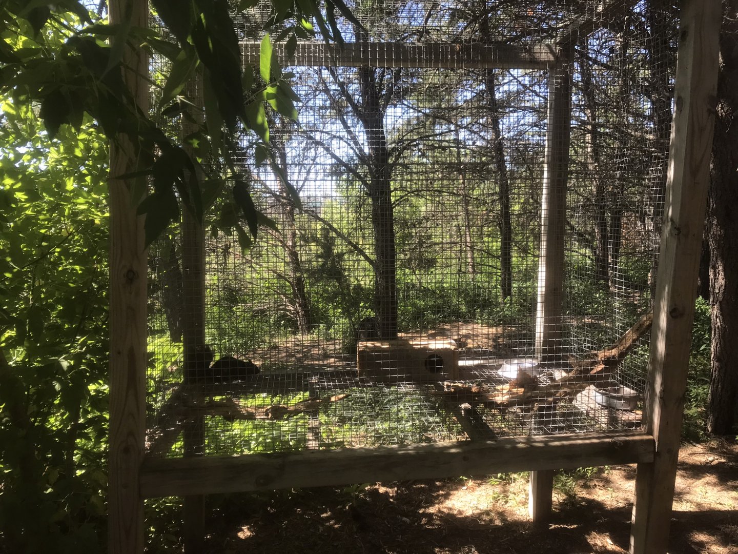 “North America” - Grey Squirrel Exhibit