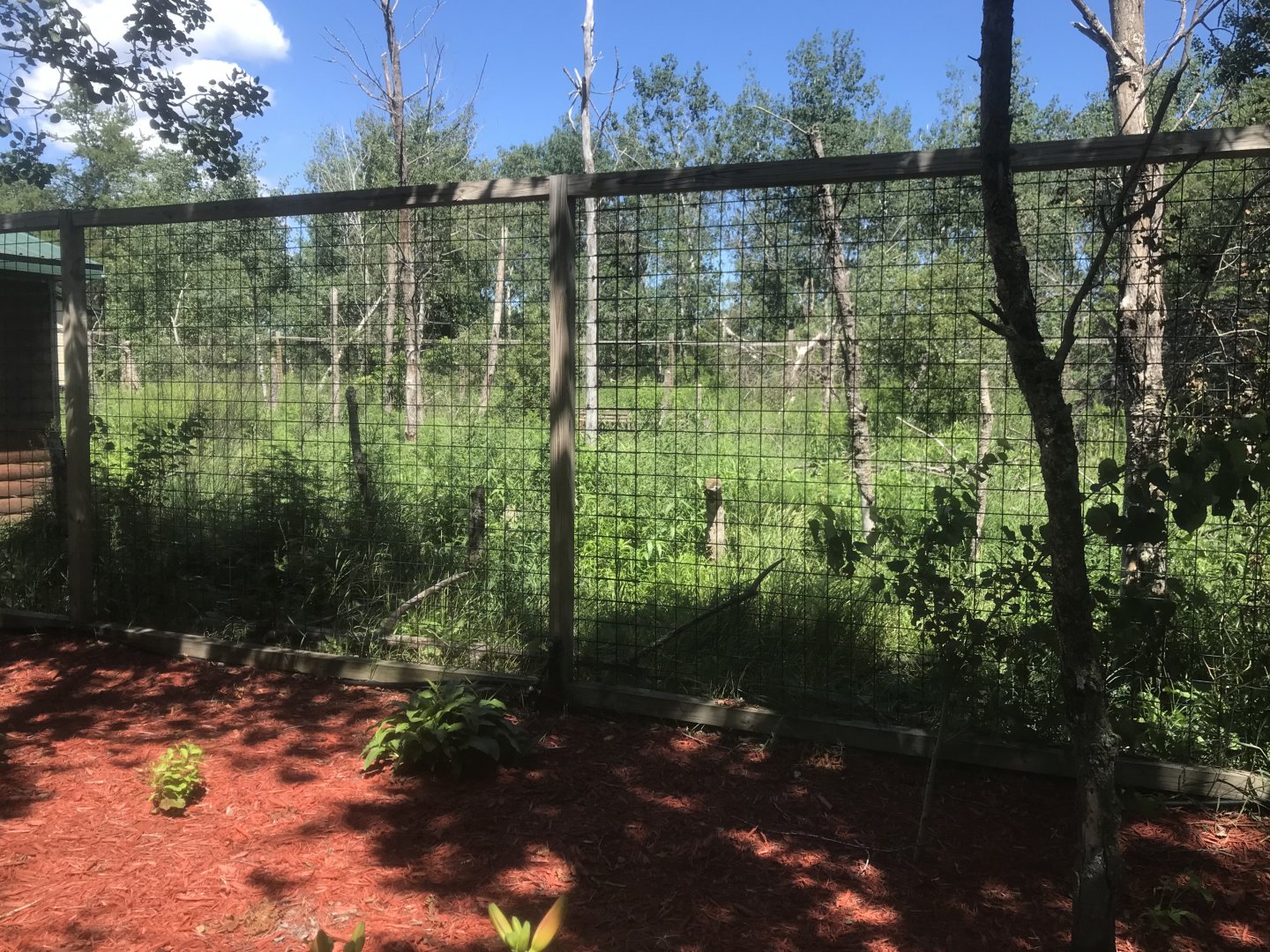 “North America” Grey Wolf Exhibit