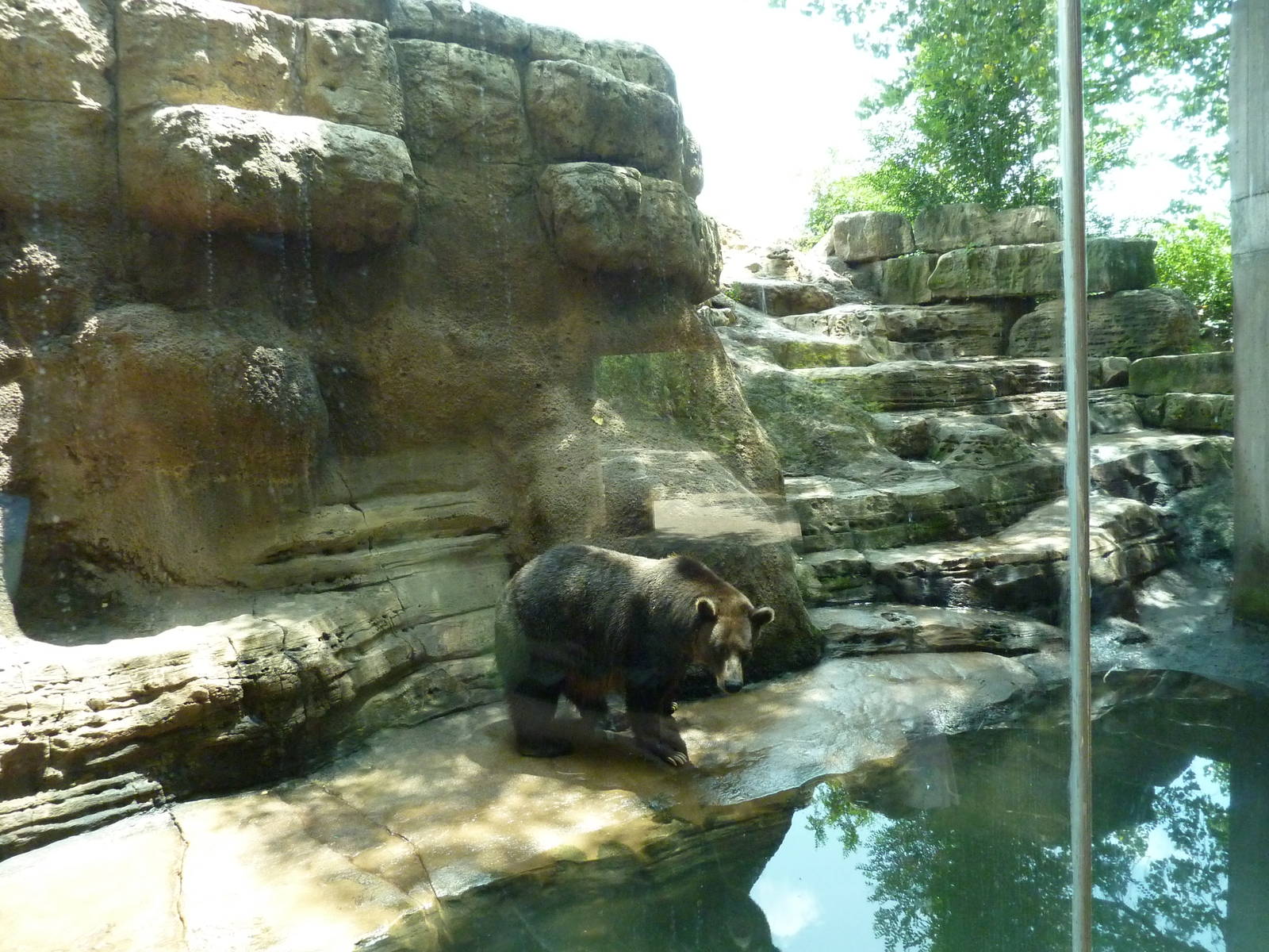 North America - Grizzly Bear Exhibit