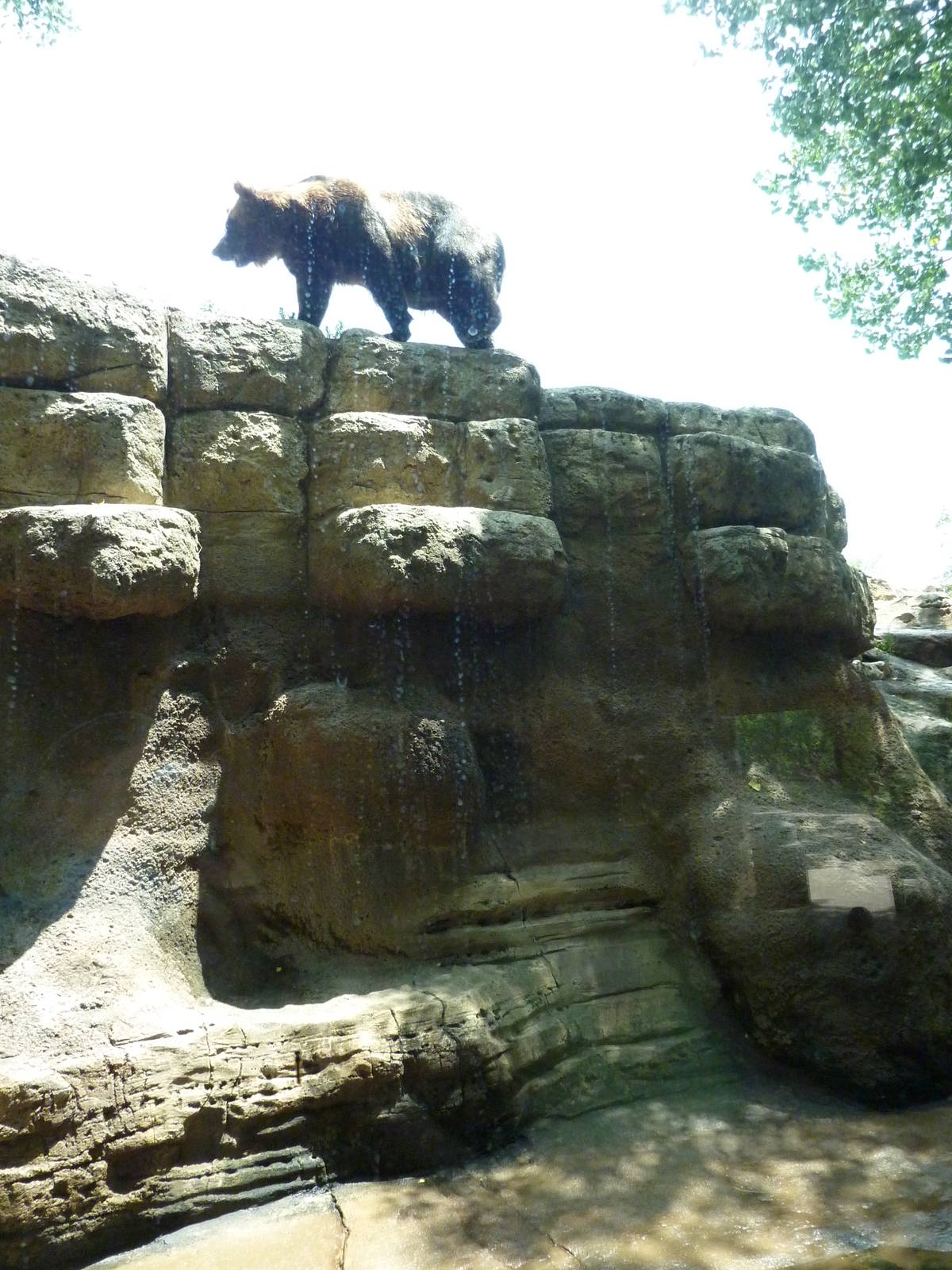 North America - Grizzly Bear Exhibit