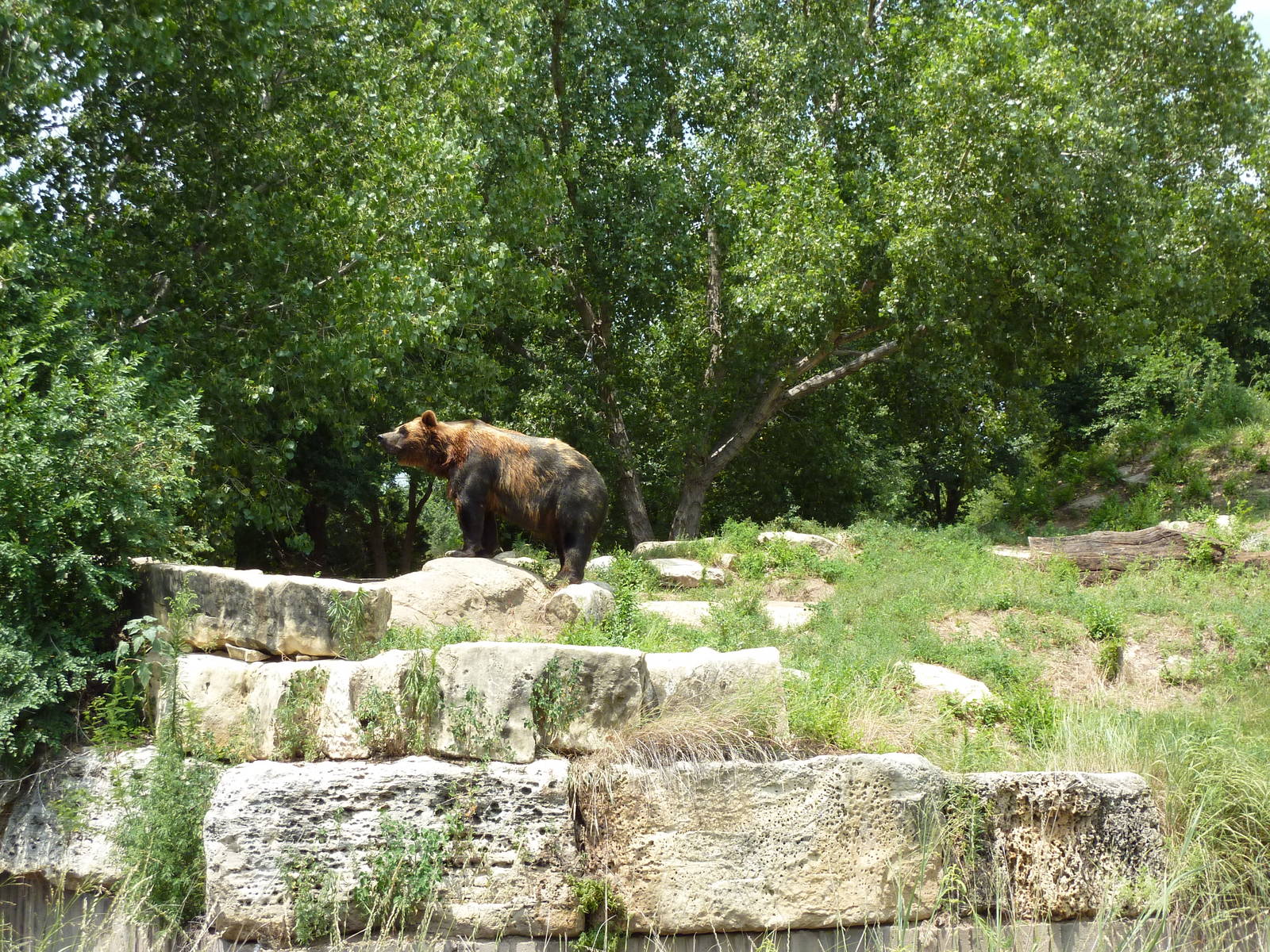 North America - Grizzly Bear Exhibit