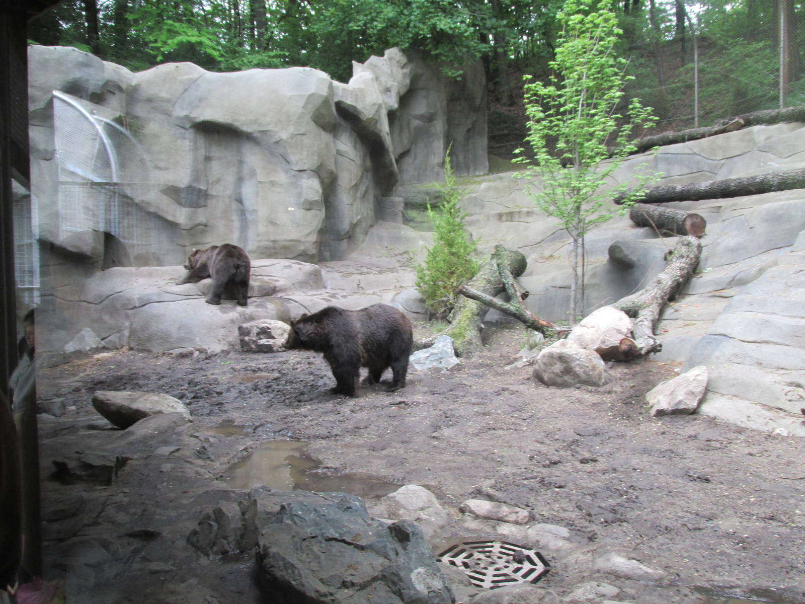 North America Grizzly Bear Exhibit