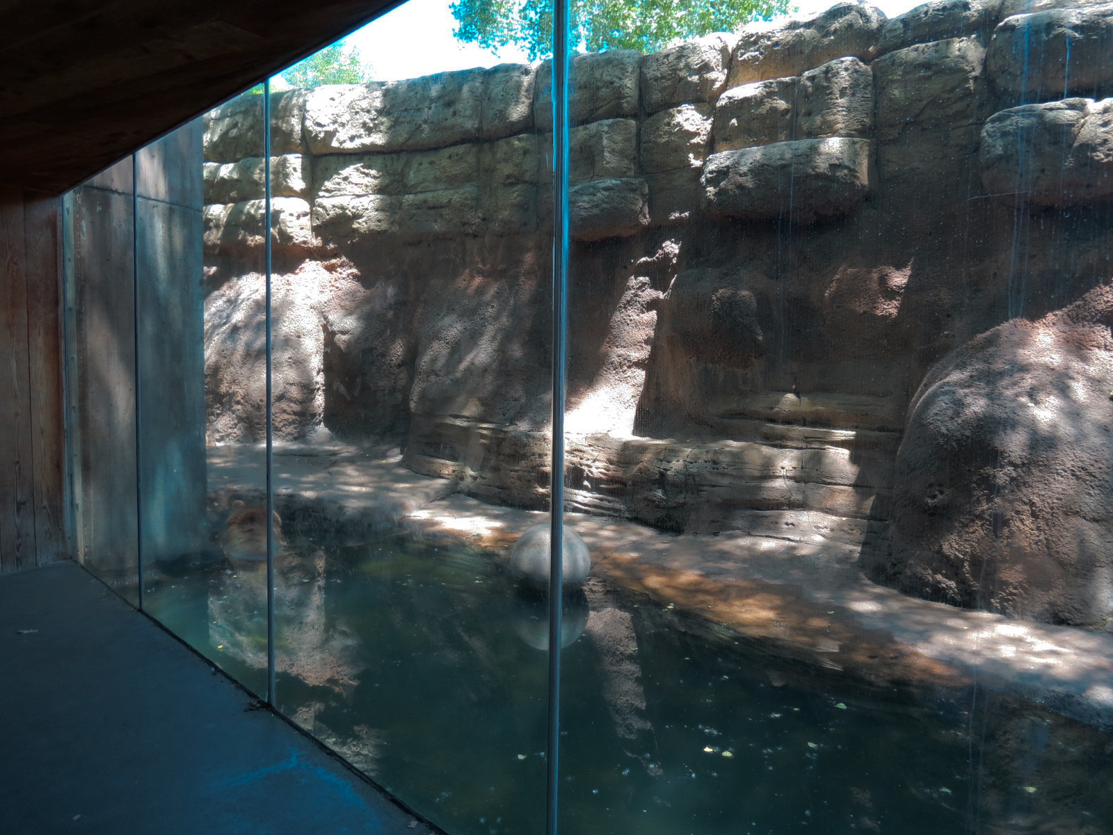 North America - Grizzly Bear Exhibit