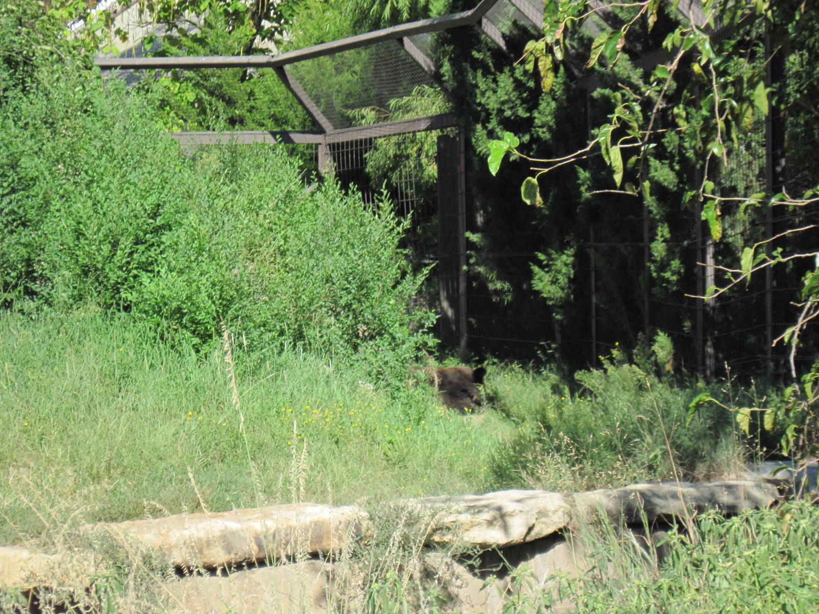 North America-Grizzly Bear