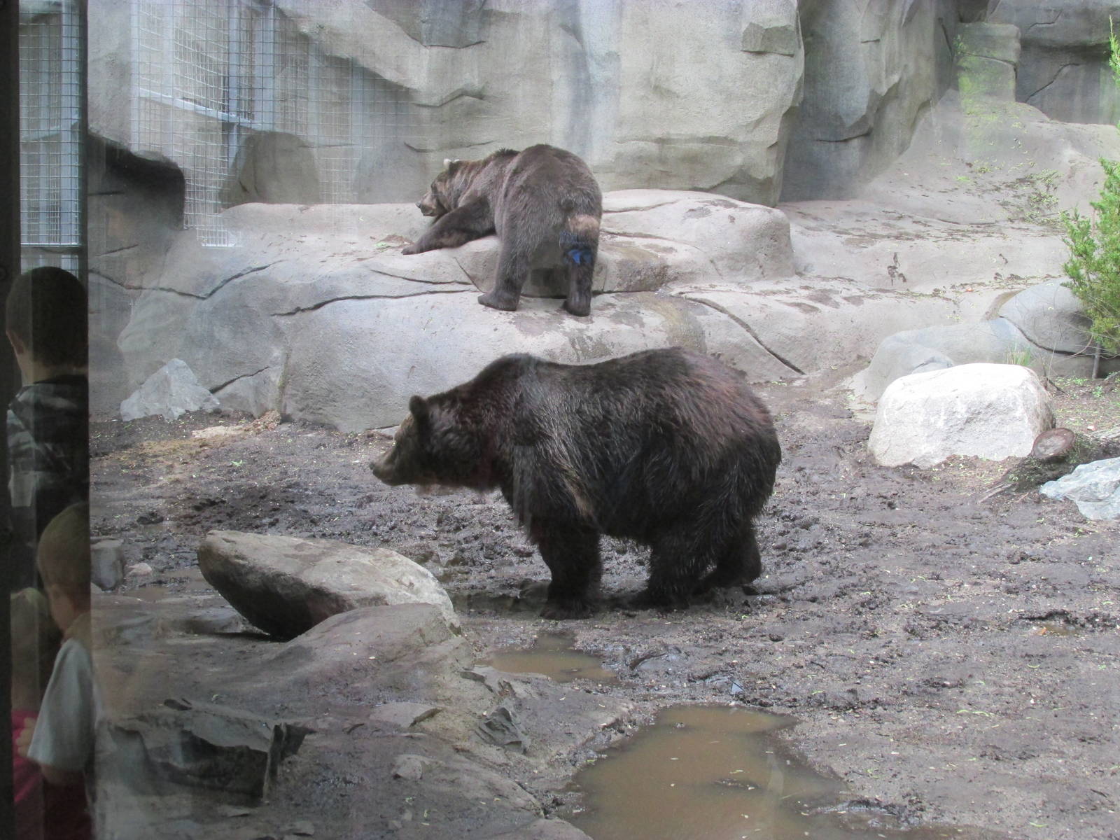 North America Grizzly Bear