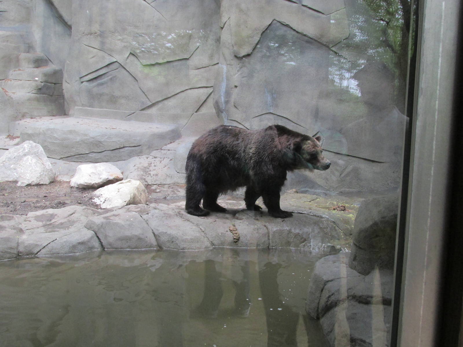 North America Grizzly Bear