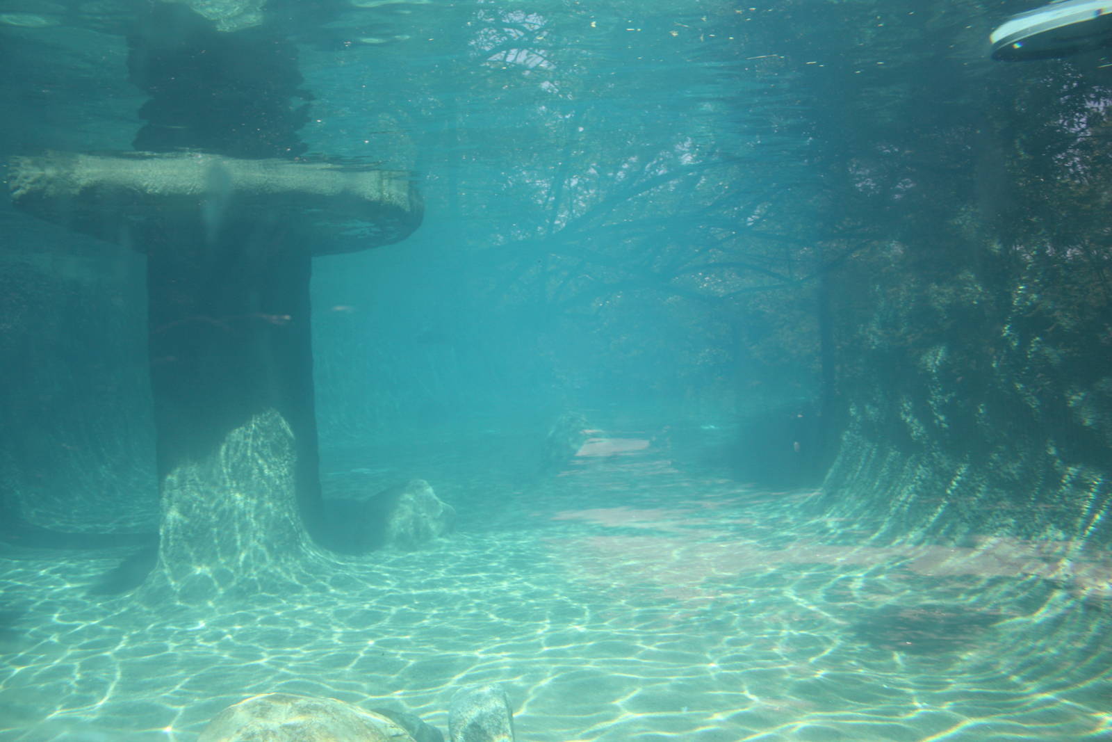 North America- Harbor Seal Exhibit