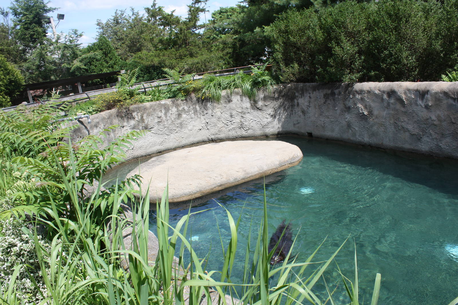 North America- Harbor Seal Exhibit