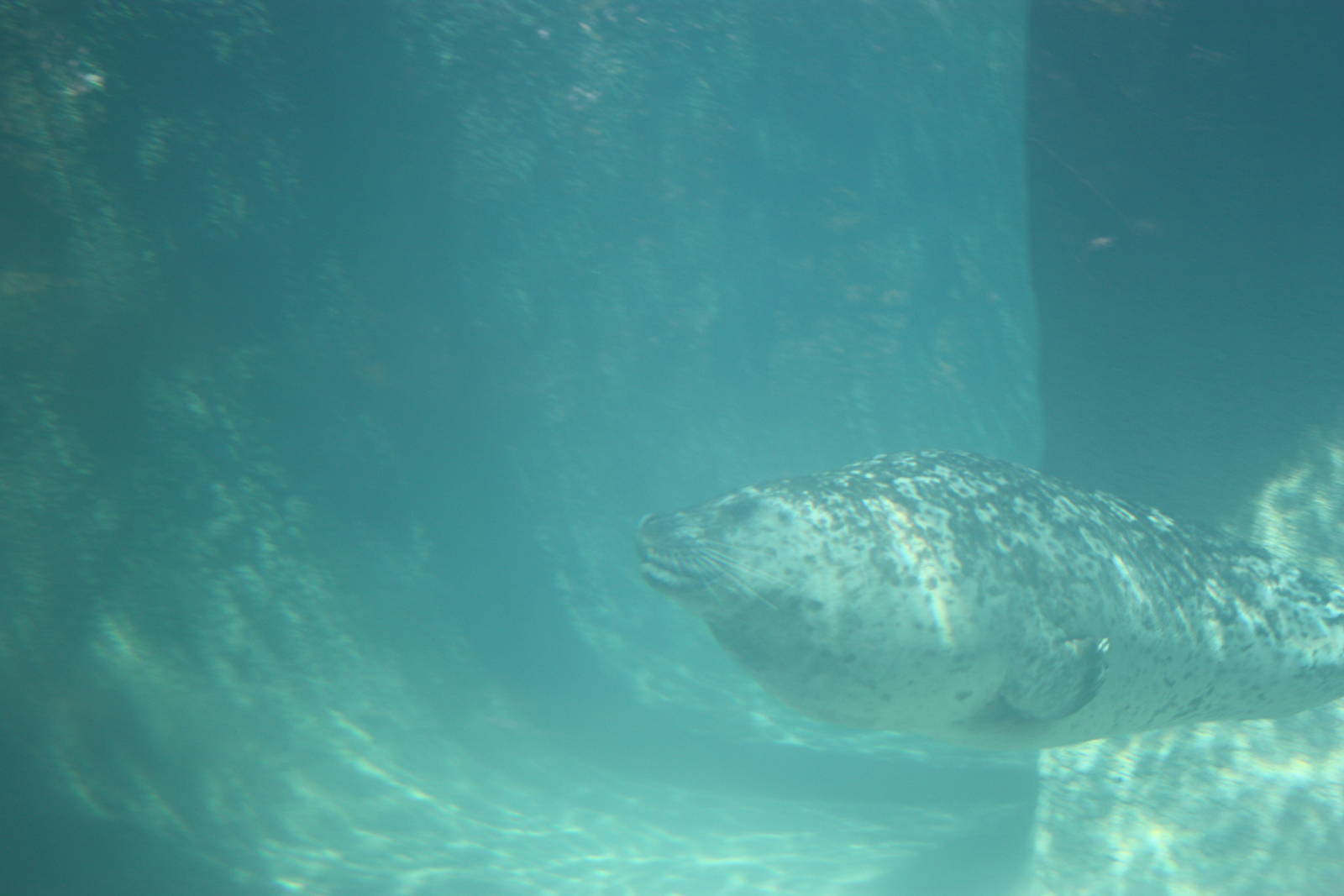 North America- Harbor Seal