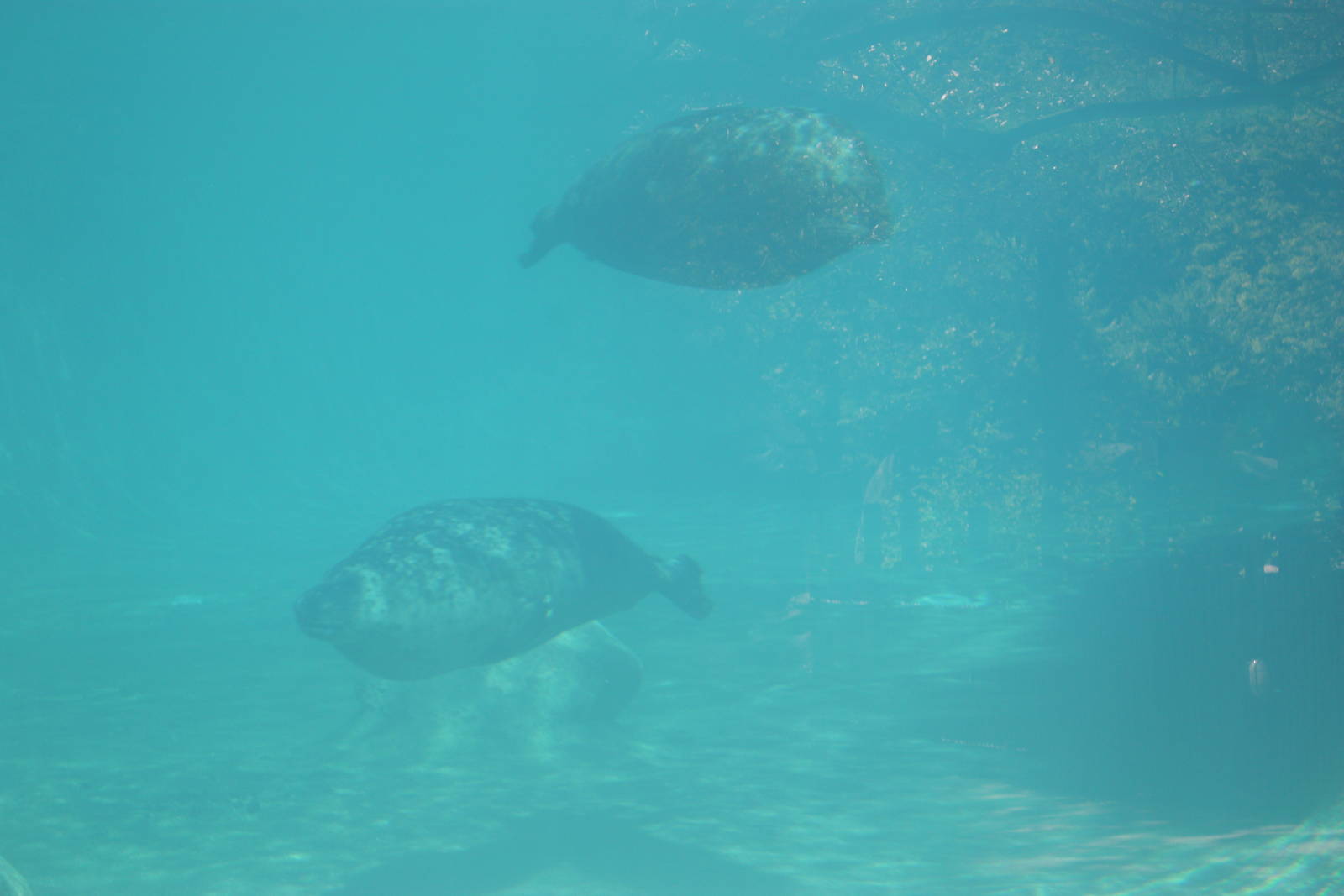 North America- Harbor Seals