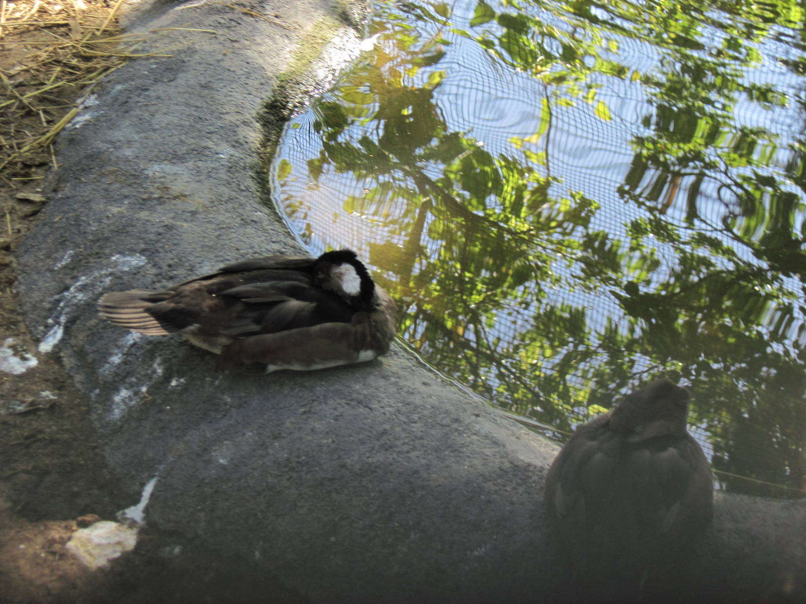 North America-Hooded Merganser