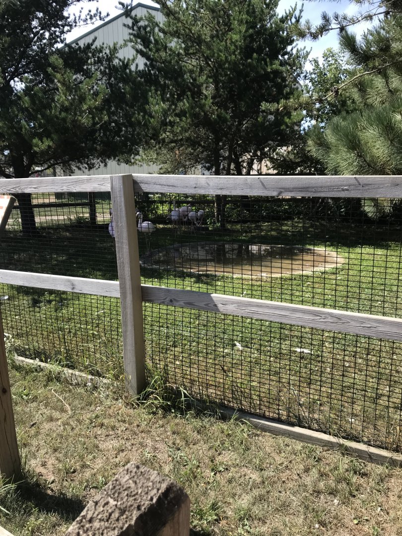 “North America”- lesser flamingo exhibit