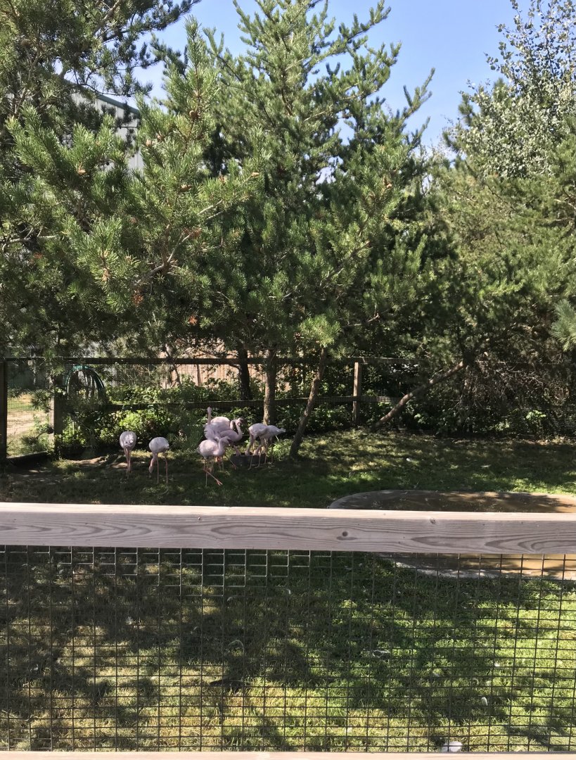 “North America”- lesser flamingo exhibit