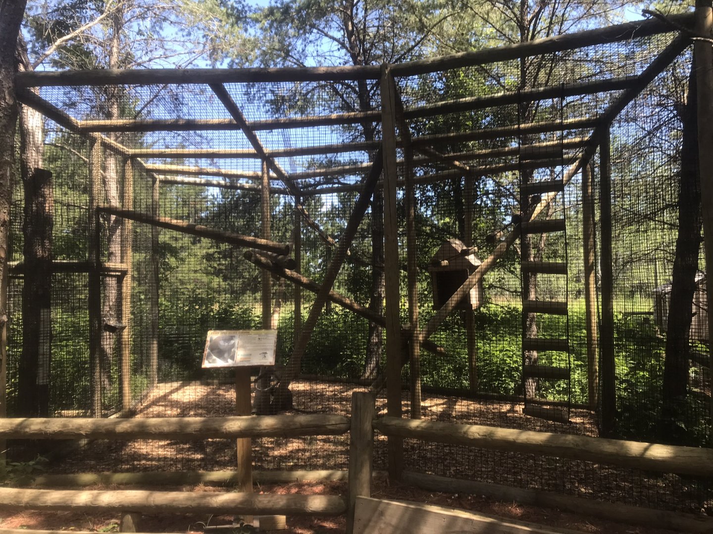 North America - Lesser Spot-Nosed Guenon Exhibit
