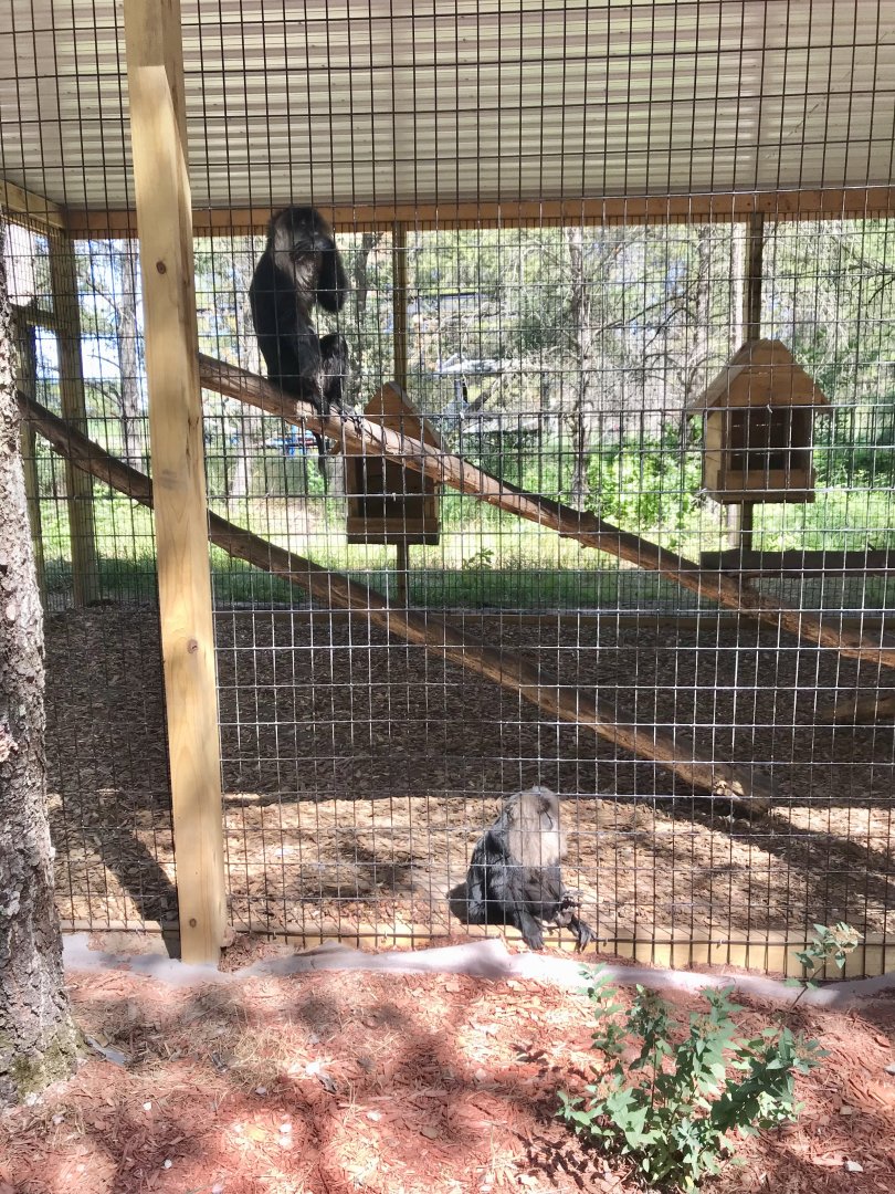 “North America”- lion-tailed macaque exhibit