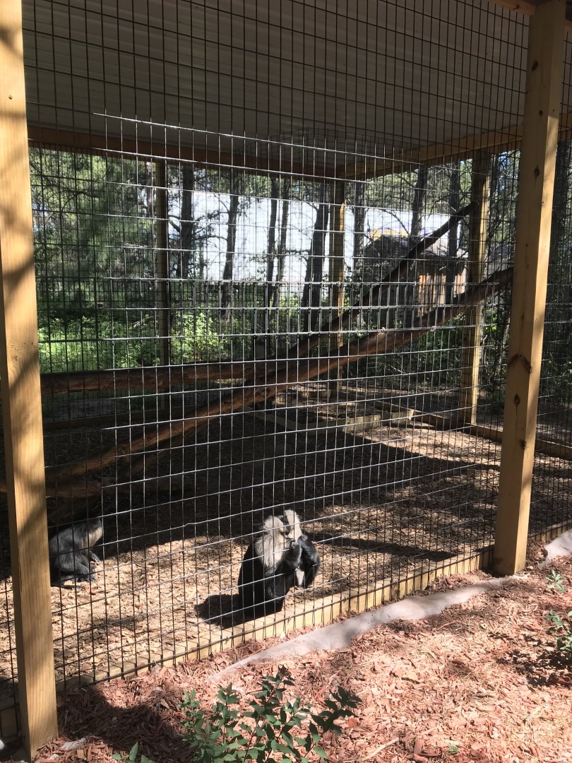 “North America”- lion-tailed macaque exhibit