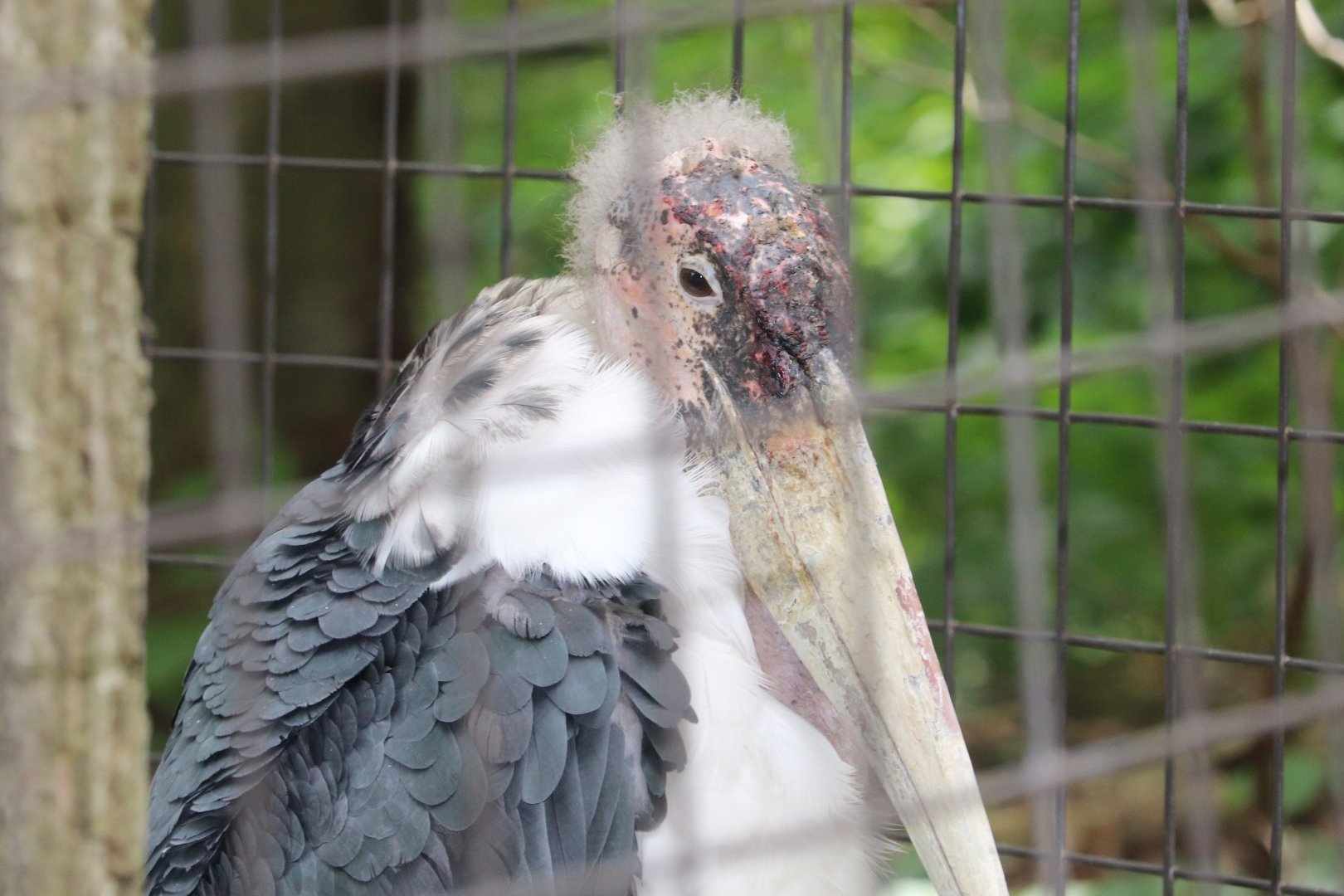 North America - Marabou Stork